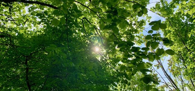 Unter Linden Unter Linden